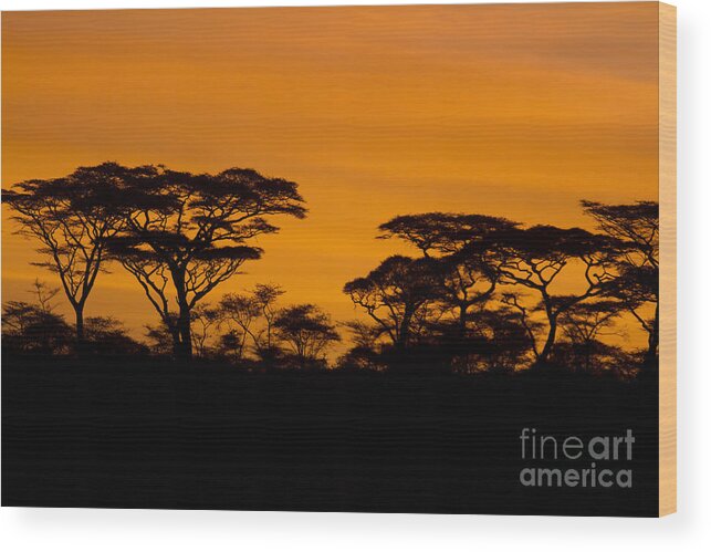 Africa Wood Print featuring the photograph Sunrise Acacias by Chris Scroggins