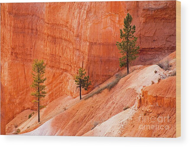 Bryce Canyon Wood Print featuring the photograph Sunrise Point Bryce Canyon National Park by Fred Stearns