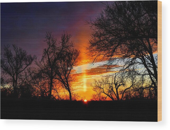 Sunrise Wood Print featuring the photograph Sunrise Through the Cottonwoods by Jean Hutchison