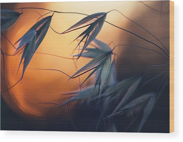 Seeds Wood Print featuring the photograph Sunset by Dimitar Lazarov -