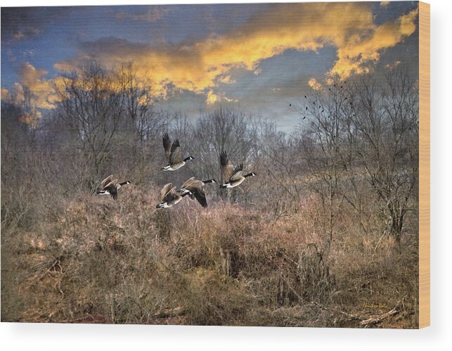 Sunset Wood Print featuring the photograph Sunset Geese by Christina Rollo