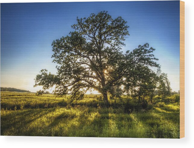 Sunset Wood Print featuring the photograph Sunset Oak by Scott Norris