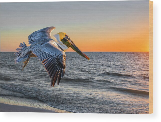 Pelican Wood Print featuring the photograph Sunset Pelican by Brian Tarr