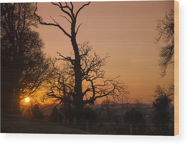 Sunset Trees Wood Print featuring the photograph Sunset Trees by Martina Fagan