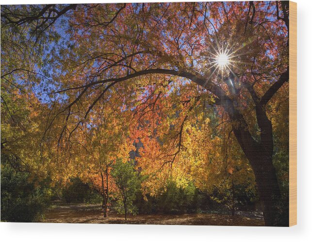 Burst Wood Print featuring the photograph Surrounded by Autumn's Color by Sue Cullumber