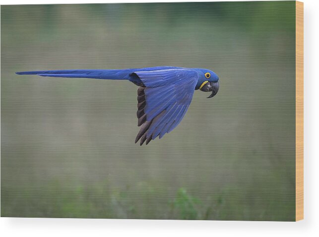 Wildlife Wood Print featuring the photograph Suspended by Greg Barsh