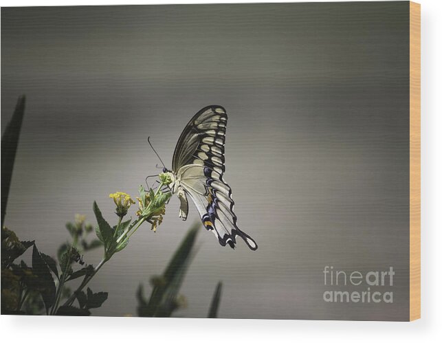 A Little Gem That I Was Able To Capture This Past Summer. Wood Print featuring the photograph Swallowtail Butterfly by Linda Ebarb