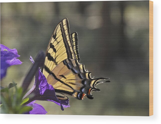 Swallowtail Butterfly Wood Print featuring the photograph Swallowtail Butterfly by Ron White