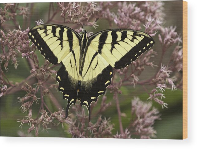 Butterflies Wood Print featuring the photograph Swallowtail in Pink by Donald Brown