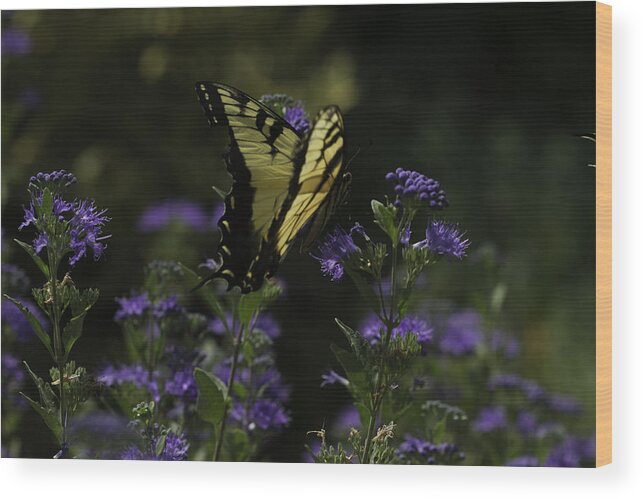 Butterflies Wood Print featuring the photograph Swallowtail in Purple Field by Donald Brown