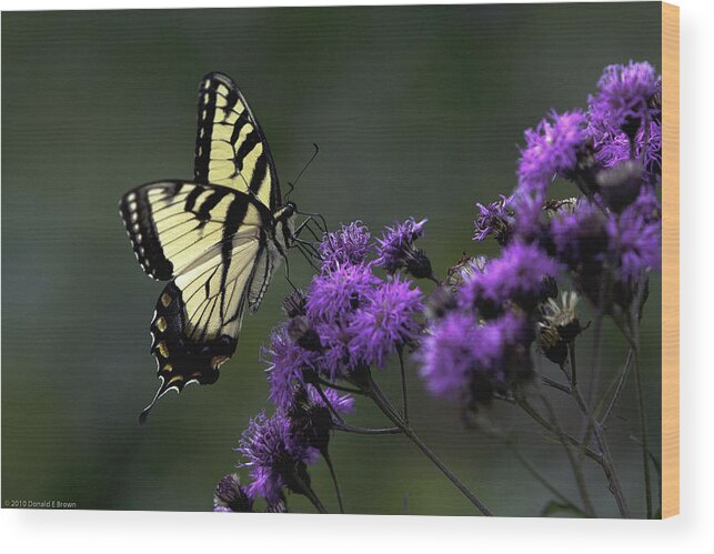 Blue Ridge Moumtains Wood Print featuring the photograph Swallowtail on Purple by Donald Brown