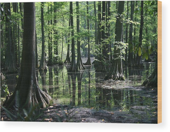 Cypress Wood Print featuring the photograph Swamp Land by Cathy Harper