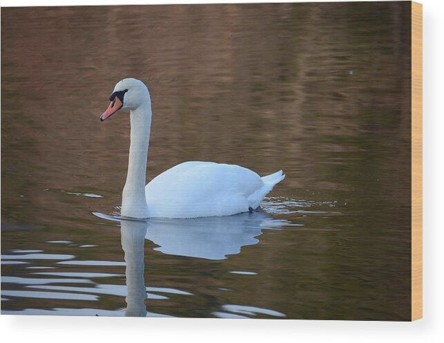 Swan Photographs Wood Print featuring the photograph Swan 6 by Ricardo Dominguez