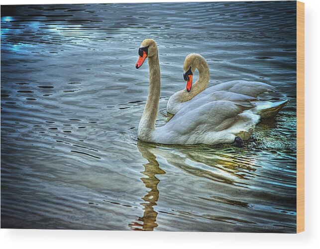 Swans Wood Print featuring the photograph Swan song by Dennis Baswell