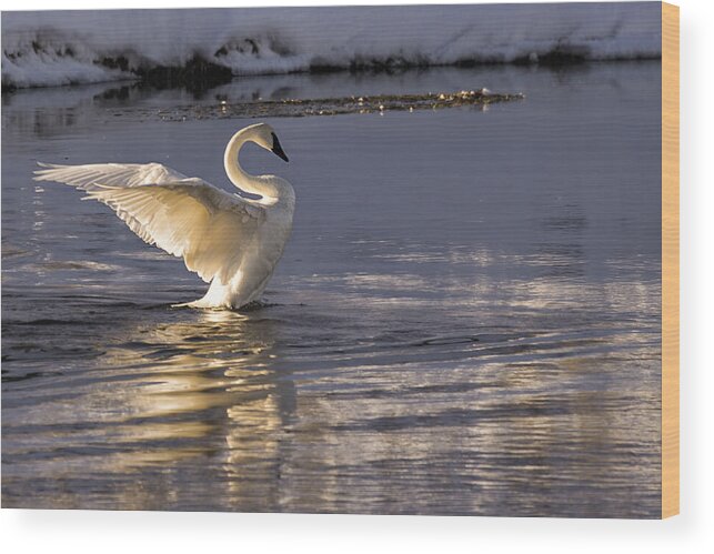 Trumpeter Swan Wood Print featuring the photograph Swan Song by Priscilla Burgers