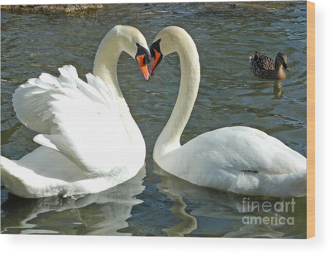 Nature Wood Print featuring the photograph Swans At City Park by Olivia Hardwicke