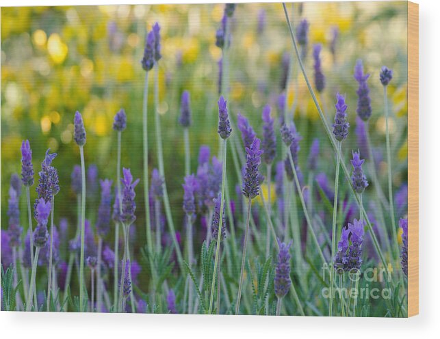 Flower Wood Print featuring the photograph Sweet and Savory by Tamara Becker