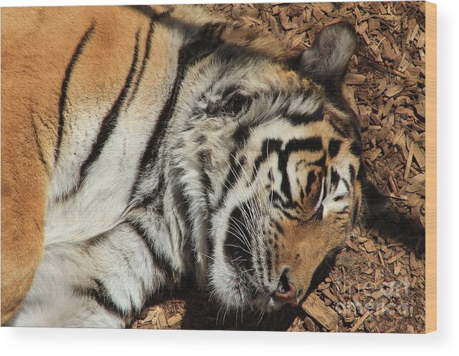 Tiger Wood Print featuring the photograph Sweet Dreams by Fiona Kennard