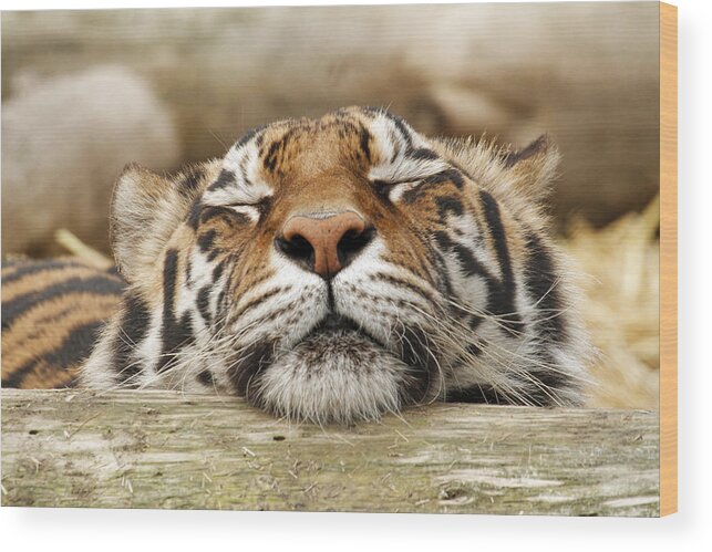 Tiger Wood Print featuring the photograph Sweet Dreams by Steve McKinzie