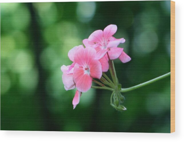 Macro Wood Print featuring the photograph Sweet Peach by Barbara S Nickerson