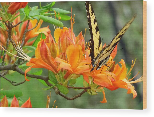 Butterfly Wood Print featuring the photograph Sweet Spot by Jim Whalen