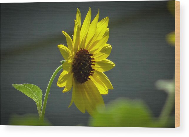 Yellow Wood Print featuring the photograph Sweet Sunflower by Stacy Michelle Smith