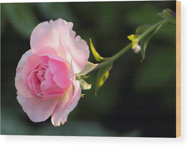 Pink Rose Wood Print featuring the photograph Sweetness by Theo O Connor