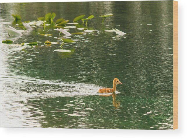 susan Molnar Wood Print featuring the photograph Swimming Baby Sandhill by Susan Molnar