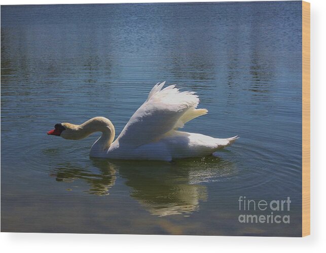 Swan Wood Print featuring the photograph Swimming Swan by Robert D Brozek