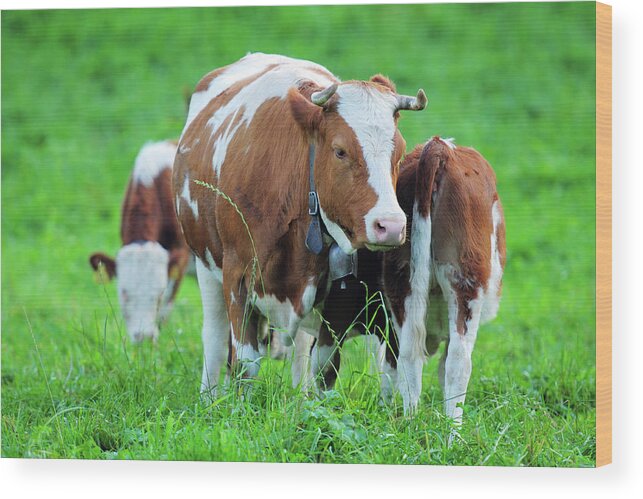 Milk Wood Print featuring the photograph Swiss Farm And Milk Cow - Xlarge by Phototalk