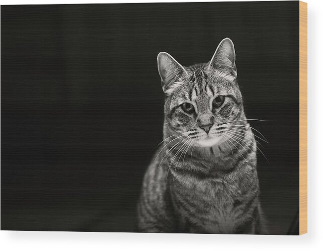 Kitten Wood Print featuring the photograph Tabby Cat by Jennifer Steffen