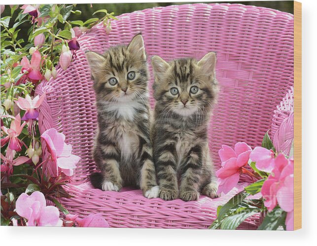 Two Wood Print featuring the digital art Tabby Kittens by MGL Meiklejohn Graphics Licensing