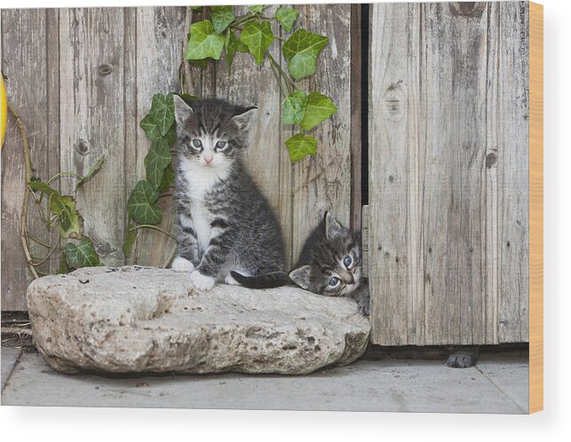 Feb0514 Wood Print featuring the photograph Tabby Kittens Playing Near Garden Shed by Duncan Usher