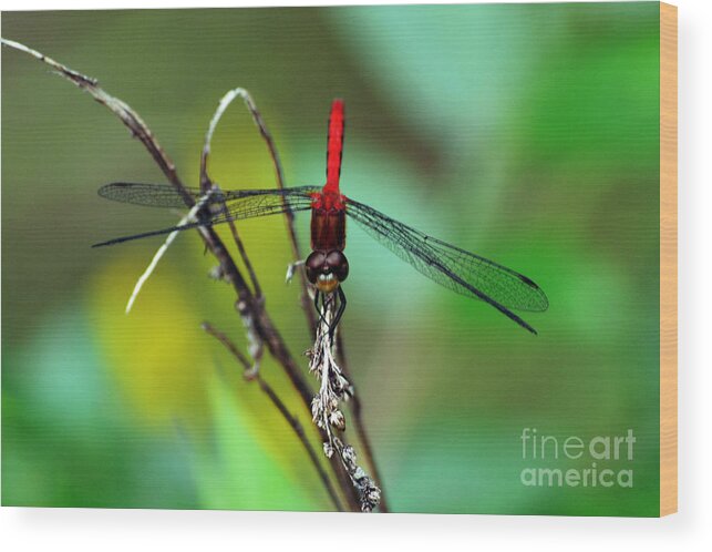 Wings Wood Print featuring the photograph Taking a Bow by Kevin Fortier