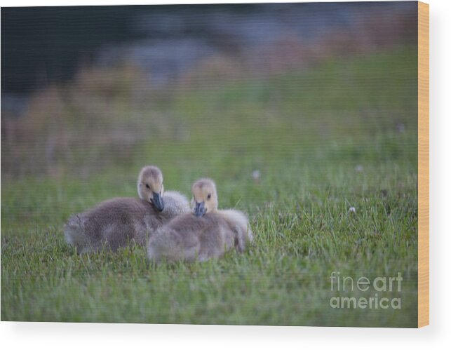 Gosling Wood Print featuring the photograph Cuddly Fury Babies by Dale Powell