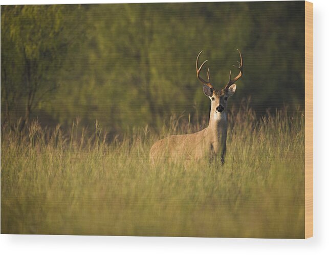 Deer Wood Print featuring the photograph Tall Grass by Jack Milchanowski