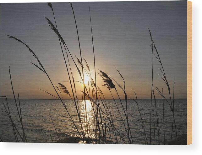 Sunset Wood Print featuring the photograph Tall Grass Sunset by Bill Cannon