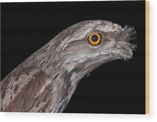 Bird Wood Print featuring the photograph Tawny Frogmouth by Michelle Wrighton