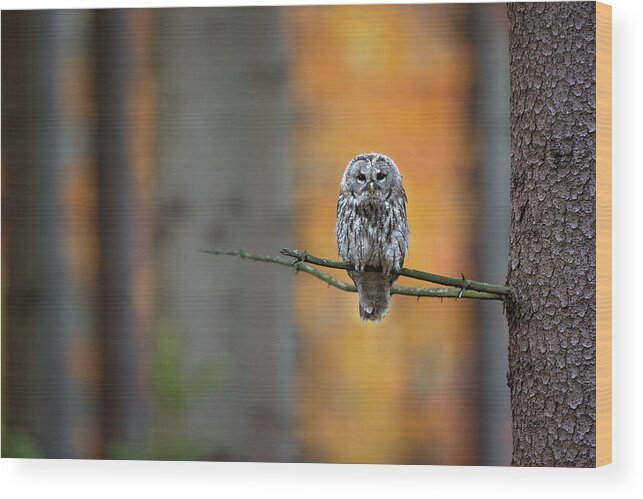 Owl Wood Print featuring the photograph Tawny Owl by Milan Zygmunt