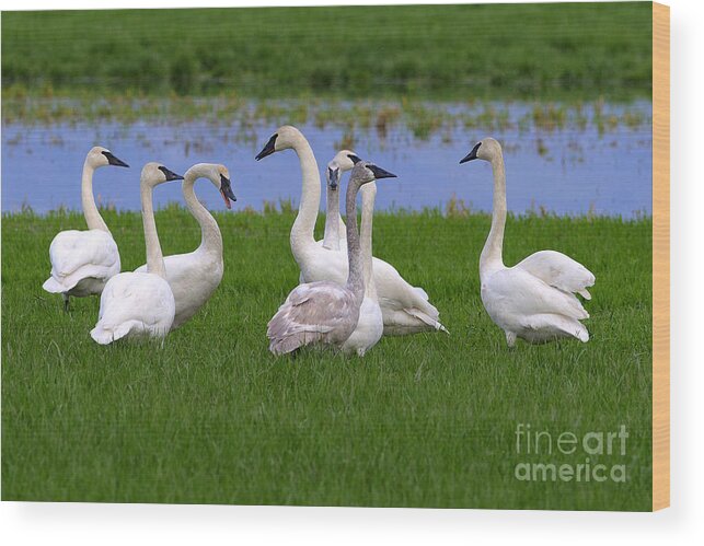 Trumpeter Swans Wood Print featuring the photograph Tea Party by Sharon Talson