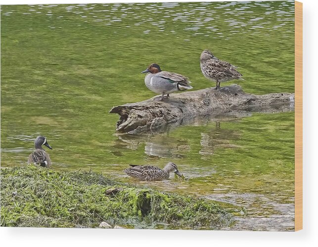 Blue-winged Teal Wood Print featuring the photograph Teal Family Gathering by Gary Holmes