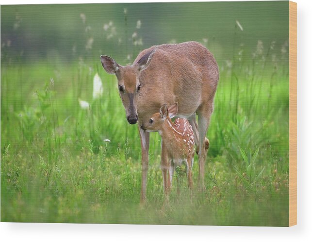 Deer Wood Print featuring the photograph Tender Moment by Nick Kalathas