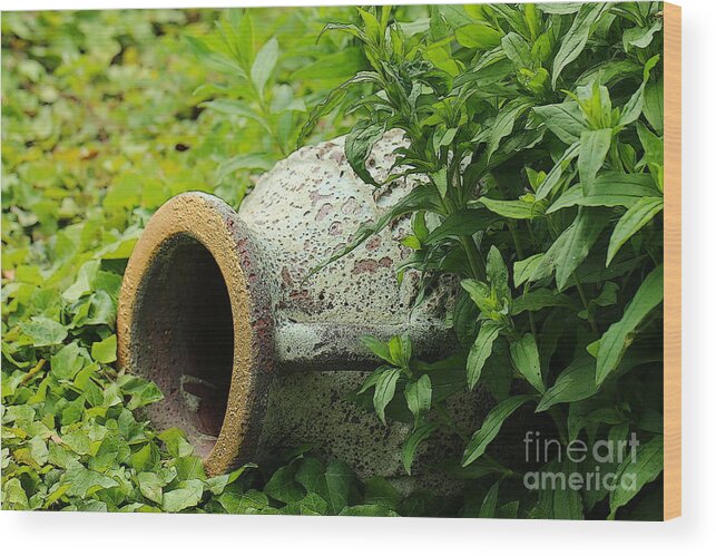 Nature Wood Print featuring the photograph Terracotta vase in the green by Amanda Mohler