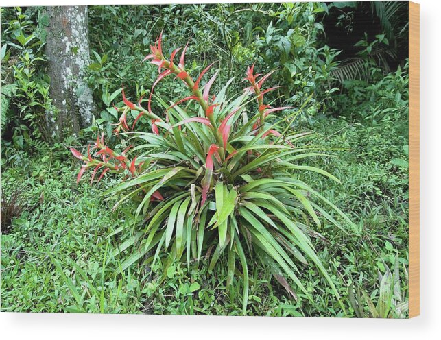 Plant Wood Print featuring the photograph Terrestrial Bromeliad by Sinclair Stammers/science Photo Library