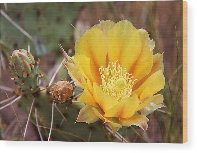 Cactus Wood Print featuring the photograph Texas Cactus by Elizabeth Budd