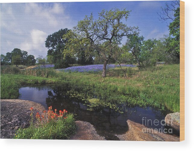Texas Wood Print featuring the photograph Texas Hill Country - FS000056 by Daniel Dempster