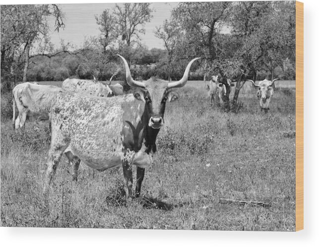 Longhorn Wood Print featuring the photograph Texas Longhorns a Texas Icon by Alexandra Till