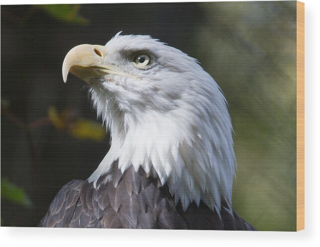 Bald Eagle Wood Print featuring the photograph The air up there by David Barker