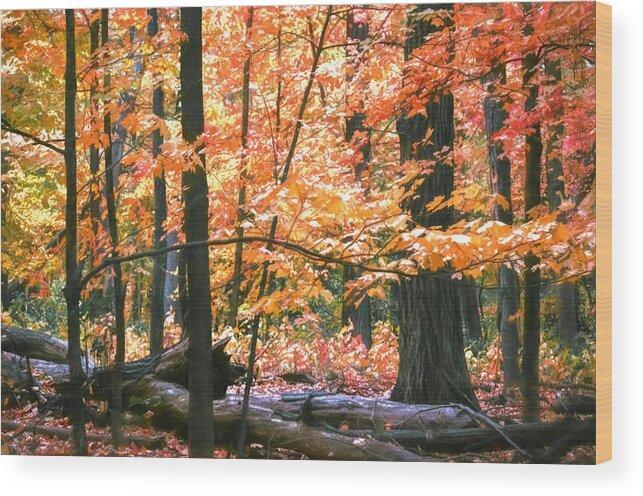 Leaves Wood Print featuring the photograph The Autumn Leaves of Red and Gold by Nate Heldman