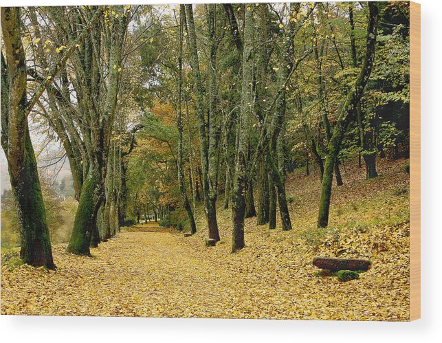 Autumn Wood Print featuring the photograph The Autumn Path by Paulo Monteiro